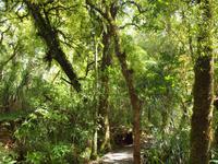 Paihia - Auckland - Kauriwald