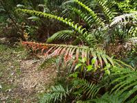 Paihia - Auckland - Kauriwald