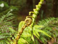 Paihia - Auckland - Kauriwald