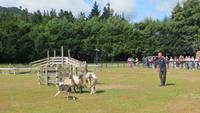 1308 Rotorua - Besuch der Show im Agrodom - der Augenhund treibt die Schafe nur mit seinen Blicken
