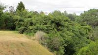 1327 Lake Karapiro - Baumfarne