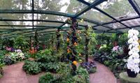 Singapur Orchideengarten