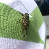 Zikade beim freundlichen Frank