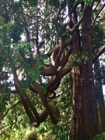 Dunedin Botanischer Garten