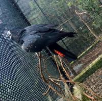 Red Tailed Black Cockadoo im Botanischen Garten