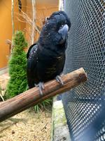 Dunedin Botanischer Garten