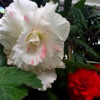 Wellington Botanischer Garten