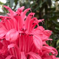 Blumen oder Flamencos?