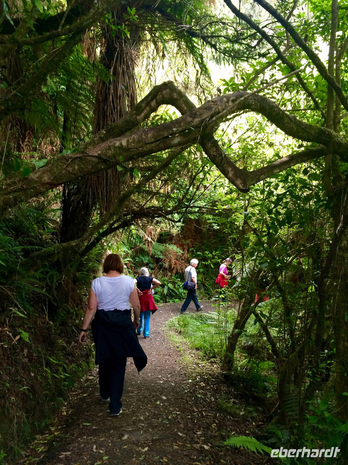 Rimu Walk in Ohakune