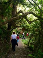 Rimu Walk in Ohakune