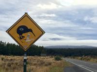 Kiwi mit Ruhapehu-Vulkan