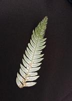 Silberfarn & Glühwürmchen