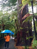 Rainbow Springs-Park