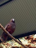 Tuatara im Rainbow Springs-Park