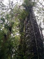 Manginangina Kauri-Wald