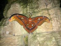 Atla-Motte im Schmetterlingsgarten Singapur Flughafen