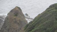 1404 Ausflug zum Cap Reinga - Baum von der Legende nach die Seelen der Maori zurück nach Hawakiki fliegen