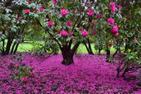 Christchurch - Botanischer Garten
