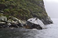 Seelöwenkolonie im Milford Sound