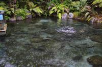 Rotorua - Rainbow Springs - Regenbogenforellen