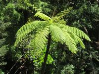 Silberfarn Neuseeland