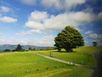 Auf dem Weg nach Paihia