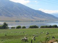 Auf dem Weg zum Moeraki Boulders, Südinsel Neuseeland