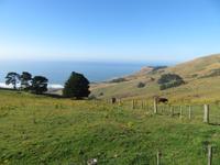 Otago Halbinsel bei Dunedin - Südinsel Neuseeland