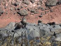 Otago Halbinsel bei Dunedin - Südinsel Neuseeland