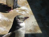 Otago Halbinsel bei Dunedin - Südinsel Neuseeland