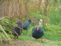 Lake Te Anau See - Südinsel Neuseeland