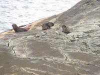 Doubtful Sound, Südinsel Neuseeland