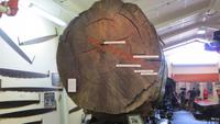 1535 Fahrt nach Auckland - Besuch Kauri-Museum