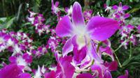 Orchideen Garten