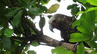 Kapiti Island - Kaka