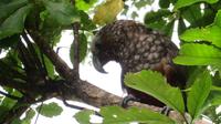 Kapiti Island - Kaka
