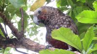 Kapiti Island - Kaka