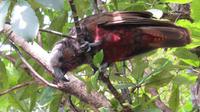 Kapiti Island - Kaka