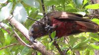 Kapiti Island - Kaka