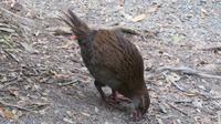Weka sucht Huhn