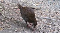 Weka sucht Huhn