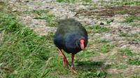 Takahe