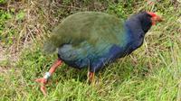 Takahe