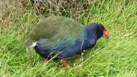 Takahe