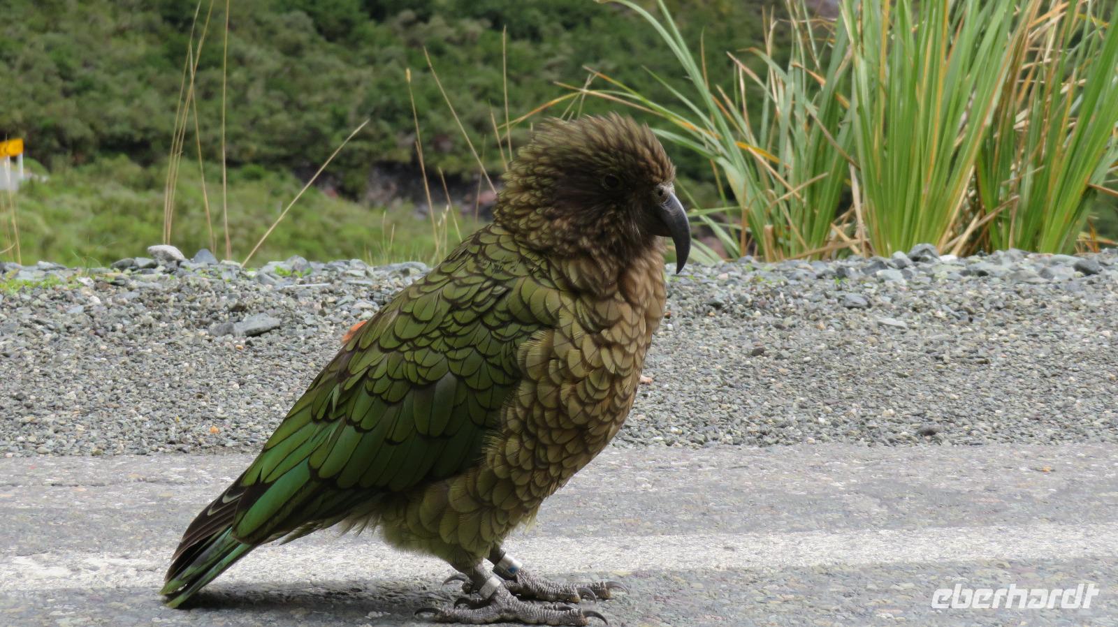 Ich bin hier die Attraktion :)