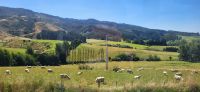 163 typische Landschaft Neuseelands