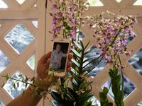 die Angela Merkel Orchidee