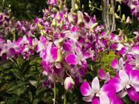 Botanischer Garten Singapur