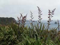 Coromandel Halbinsel