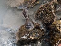 Fantail (Fächerschwanz)